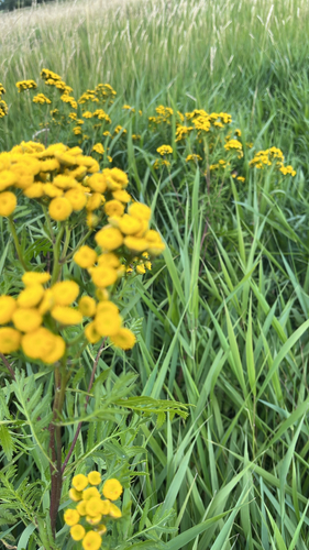 tansy