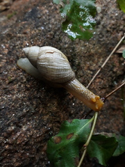 Plectostylus araucanus