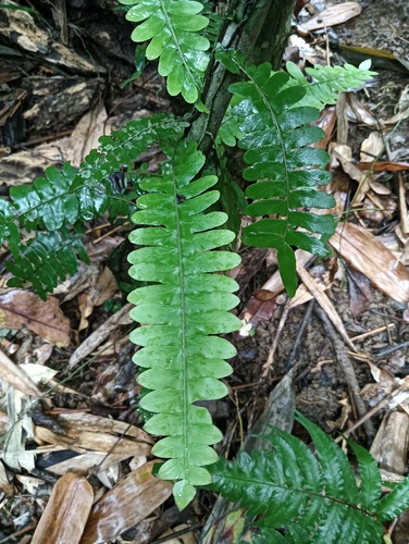 Arthropteris palisotii observed 2026-08-20