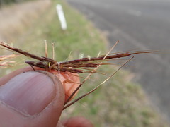 Hyparrhenia rufa, photograph author not stated, no rights reserved