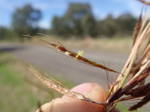 Hyparrhenia rufa, photograph 2
