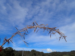 Hyparrhenia rufa