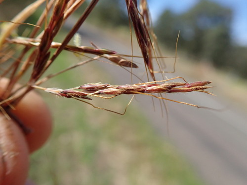 Hyparrhenia rufa, photograph 3
