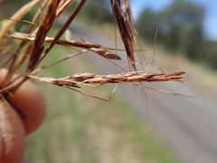 Hyparrhenia rufa, photograph author not stated, no rights reserved
