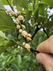 Diospyros morrisiana
