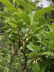 Diospyros morrisiana