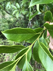 Diospyros morrisiana