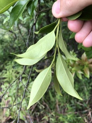 Diospyros morrisiana