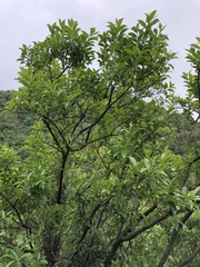 Diospyros morrisiana
