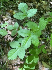 Agrimonia microcarpa