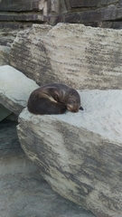 Arctocephalus pusillus