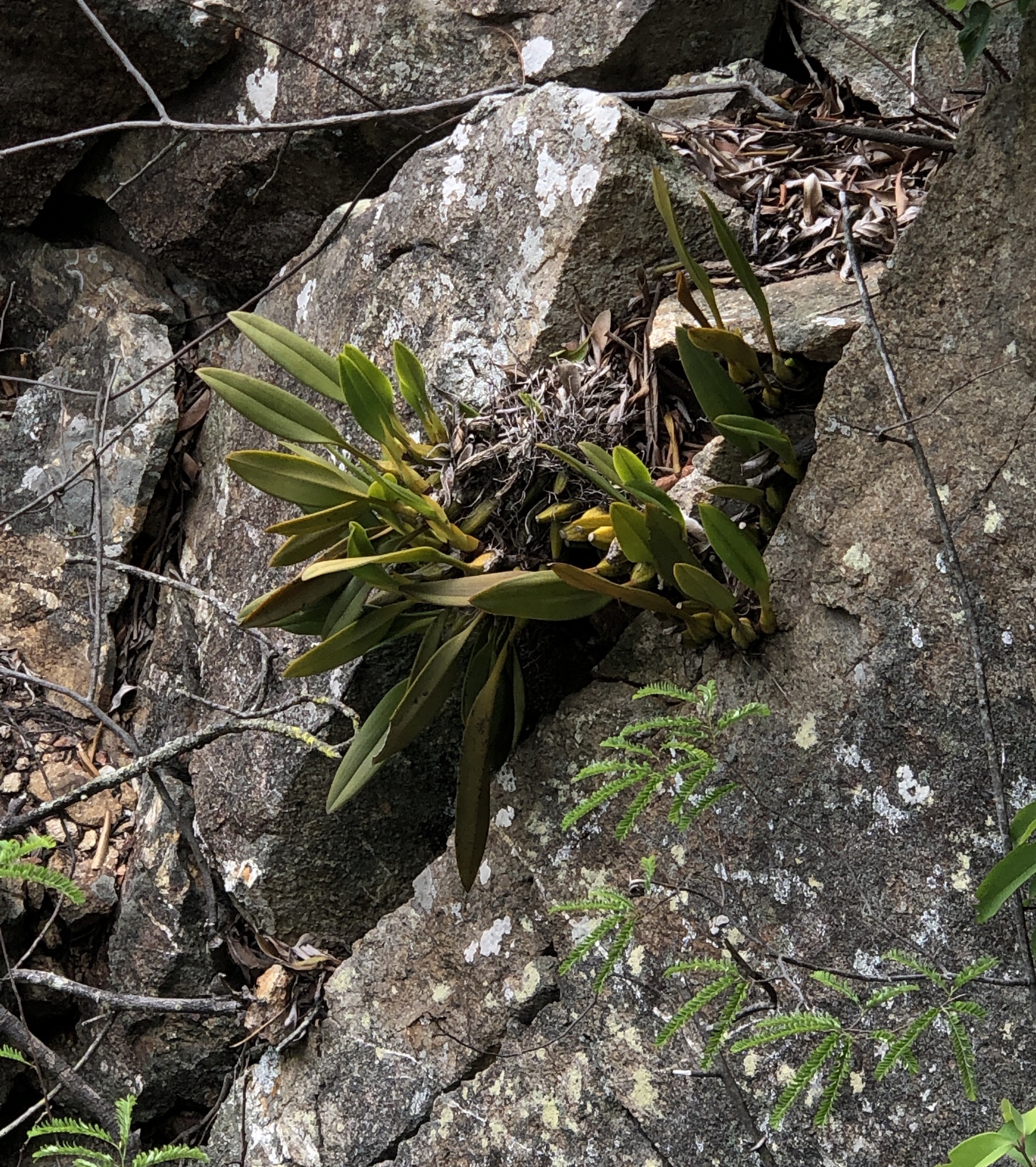 Cryptochilus