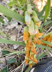 Lathyrus sulphureus