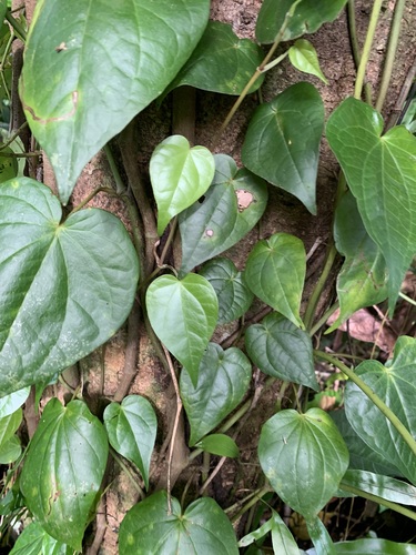 Piper ponapense observed 2026-08-20