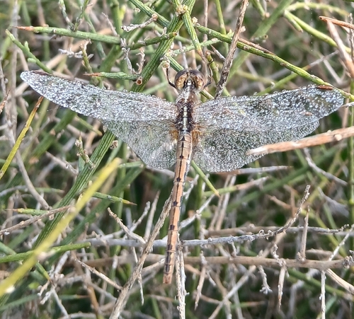 Wandering Percher