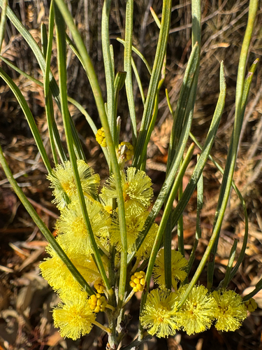 swamp wattle