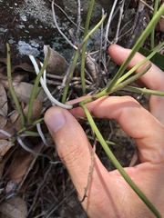 Cleisostoma simondii