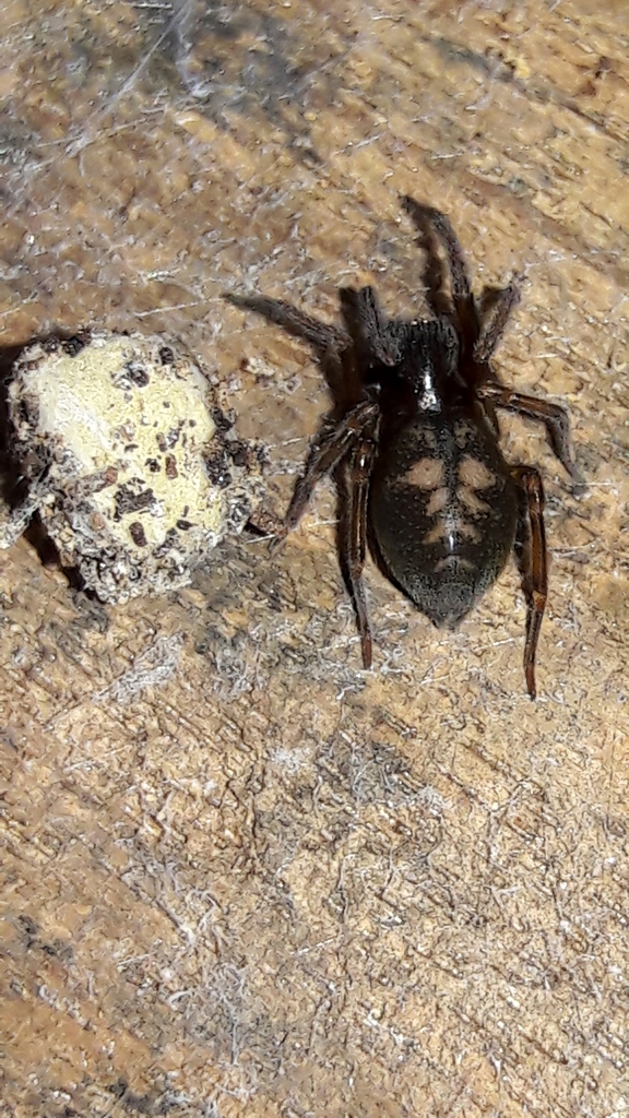 Goeldia zyngierae