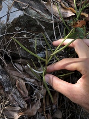 Cleisostoma simondii