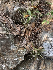 Cleisostoma simondii