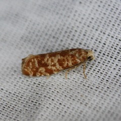 Retinia virginiana