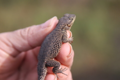 Sceloporus dugesii