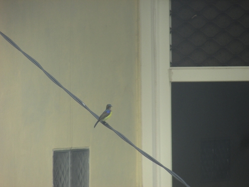 Brown-throated Sunbird