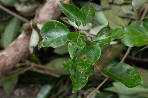 Elaeagnus rotundata observed 2026-08-09