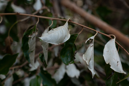 Elaeagnus rotundata observed 2026-08-09
