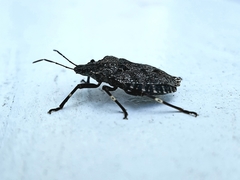 Brochymena affinis