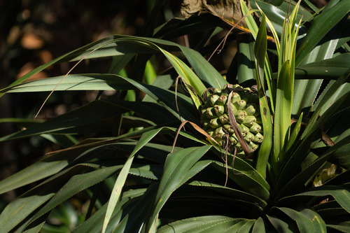 Pandanus boninensis observed 2026-08-09