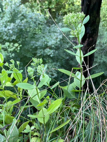 Hylotelephium telephioides, photograph 6