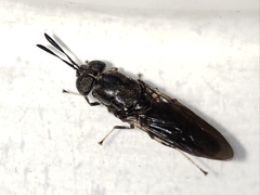 Hermetia sexmaculata