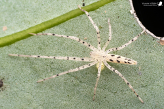 Oxysoma punctatum