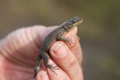 Sceloporus dugesii