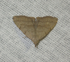 Pechipogo strigilata