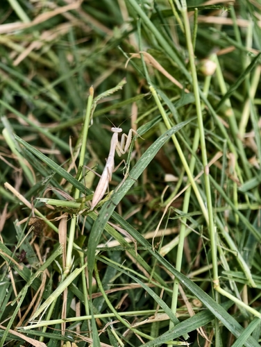 European Mantis