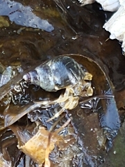 Pagurus hirsutiusculus