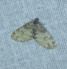 Lobophora halterata