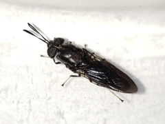 Hermetia sexmaculata