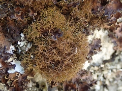 Cladia gorgonea