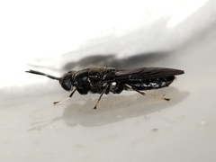Hermetia sexmaculata