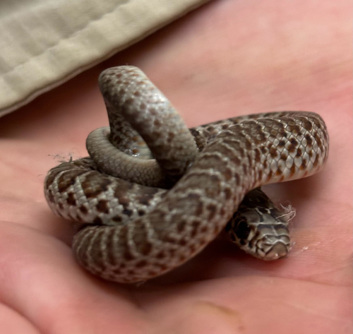 Eastern Yellow-bellied Racer