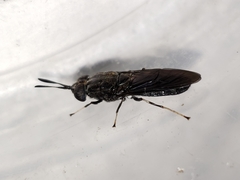 Hermetia sexmaculata