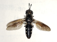 Hermetia sexmaculata