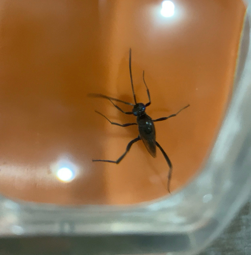 Blue-eyed Ensign Wasp
