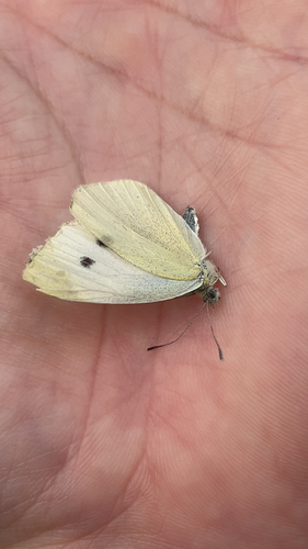 Small White