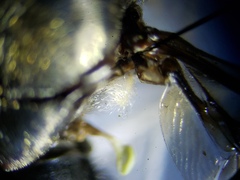 Hermetia sexmaculata