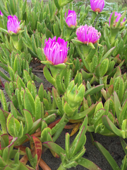 Carpobrotus aequilaterus