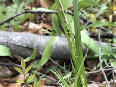 Carex laxiflora